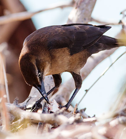Great-tailed Grackle Quiscalus mexicanus