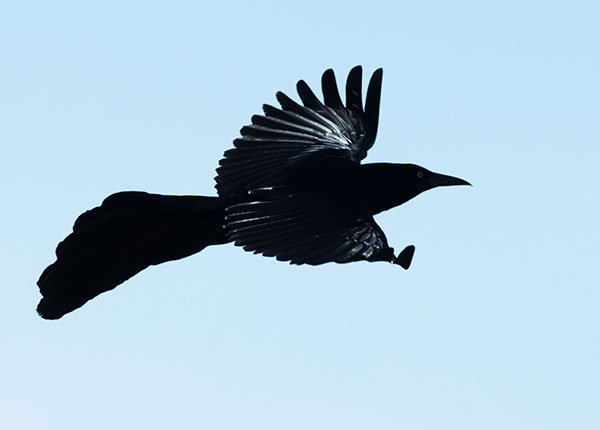Great-tailed Grackle Quiscalus mexicanus