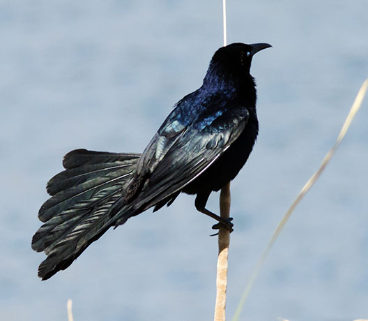 Great-tailed Grackle Quiscalus mexicanus