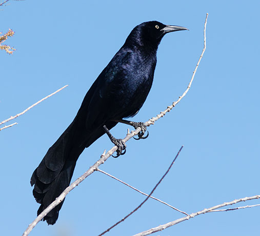 Great-tailed Grackle Quiscalus mexicanus