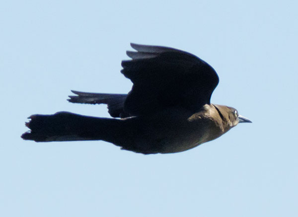 Great-tailed Grackle Quiscalus mexicanus