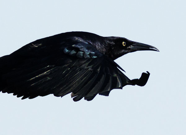 Great-tailed Grackle Quiscalus mexicanus