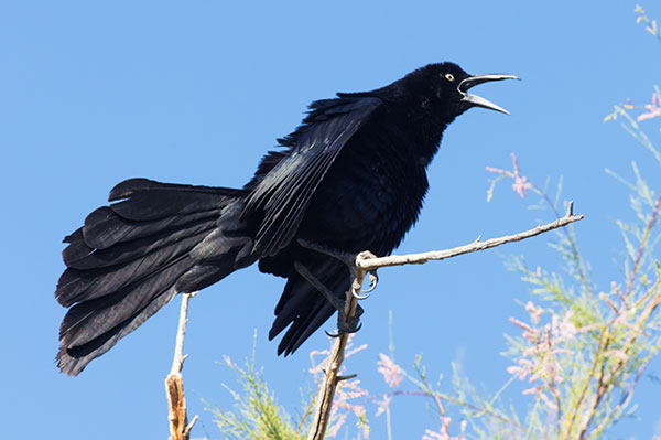 Great-tailed Grackle Quiscalus mexicanus