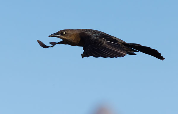 Great-tailed Grackle Quiscalus mexicanus