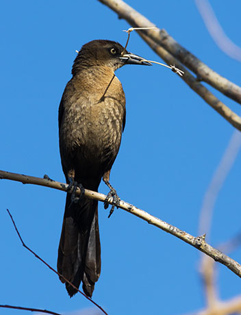 Great-tailed Grackle Quiscalus mexicanus