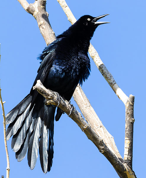 Great-tailed Grackle Quiscalus mexicanus