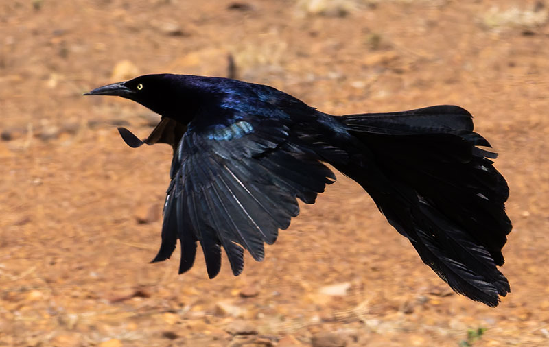 Great-tailed Grackle Quiscalus mexicanus