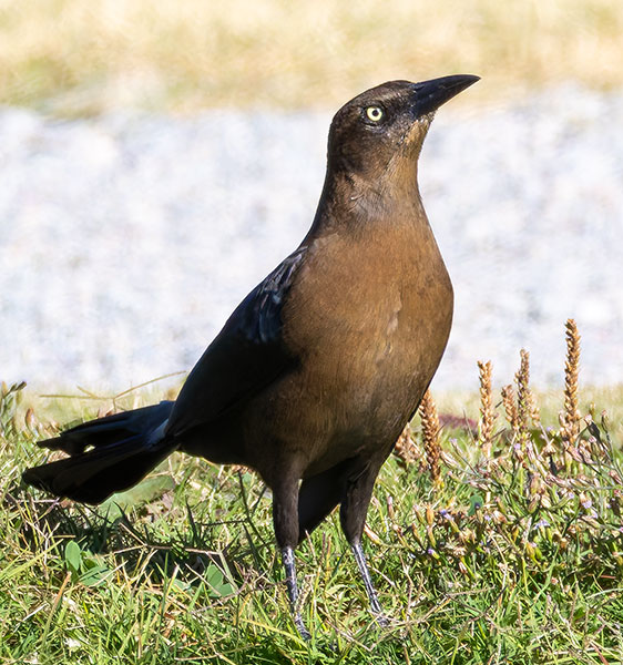 Great-tailed Grackle Quiscalus mexicanus
