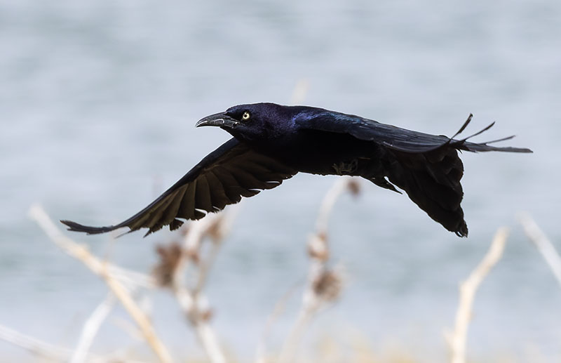 Great-tailed Grackle Quiscalus mexicanus