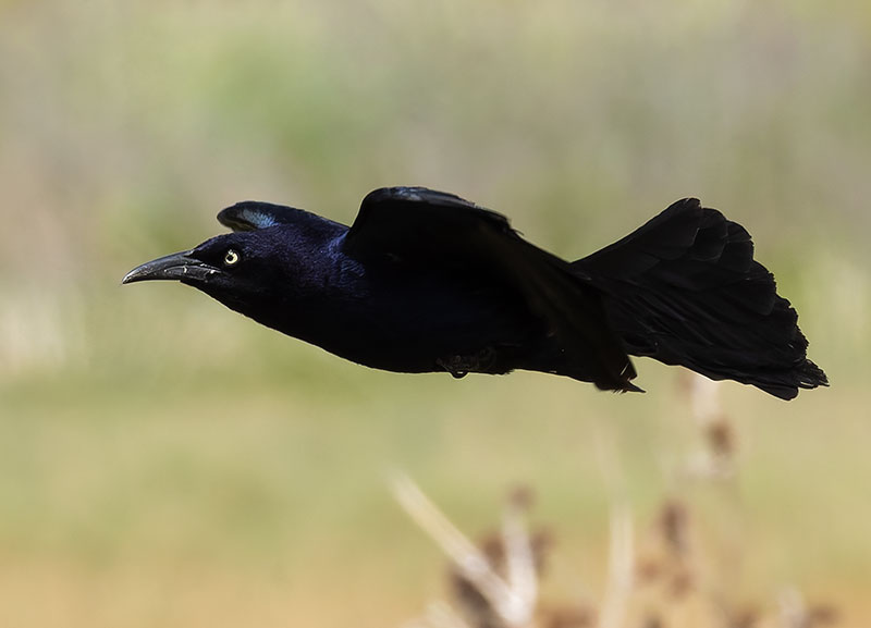 Great-tailed Grackle Quiscalus mexicanus
