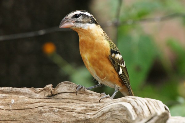 does anyone know anything about wildbirds in southern cali does anyone know anything about wildbirds in southern cali