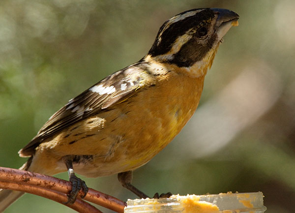 Black-headed Grosbeak Pheucticus melanocephalus