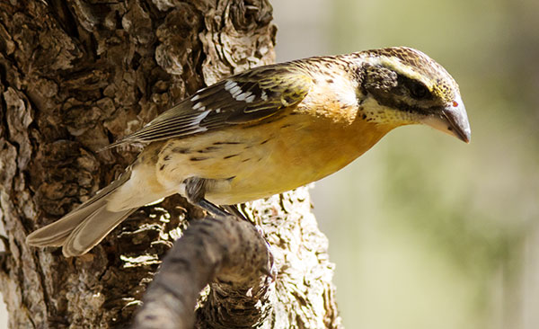Black-headed Grosbeak Pheucticus melanocephalus