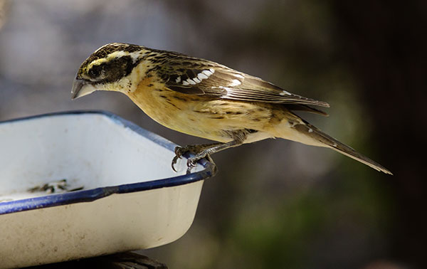 Black-headed Grosbeak Pheucticus melanocephalus