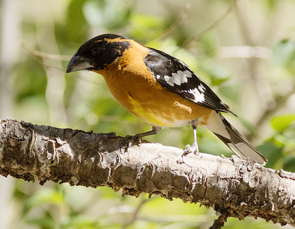 Black-headed Grosbeak Pheucticus melanocephalus
