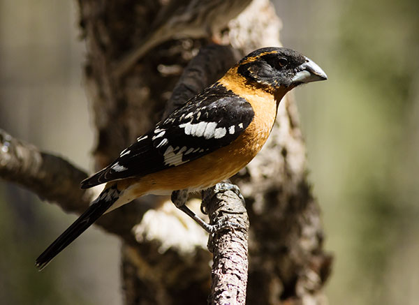 Black-headed Grosbeak Pheucticus melanocephalus