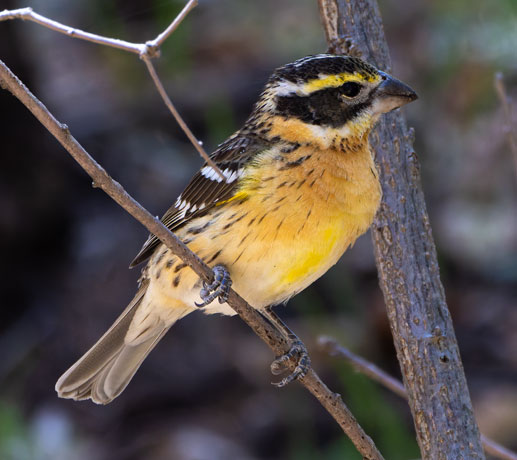 Black-headed Grosbeak Pheucticus melanocephalus