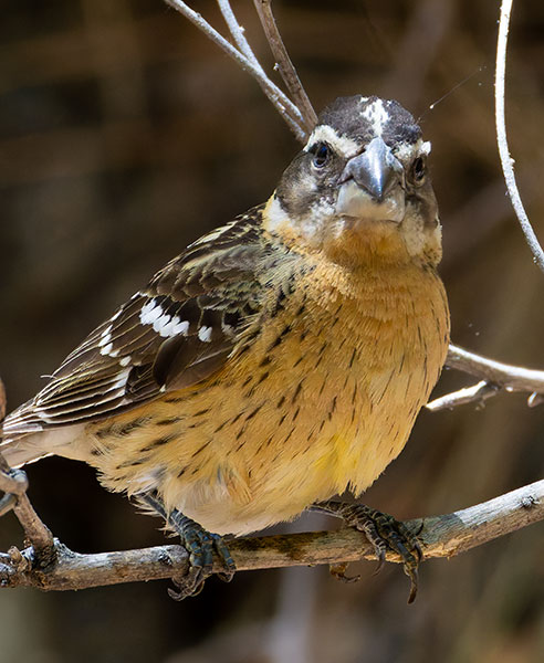 Black-headed Grosbeak Pheucticus melanocephalus