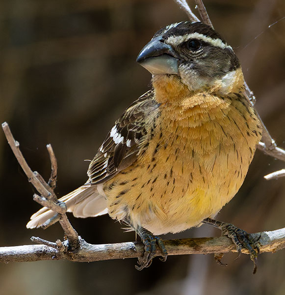 Black-headed Grosbeak Pheucticus melanocephalus