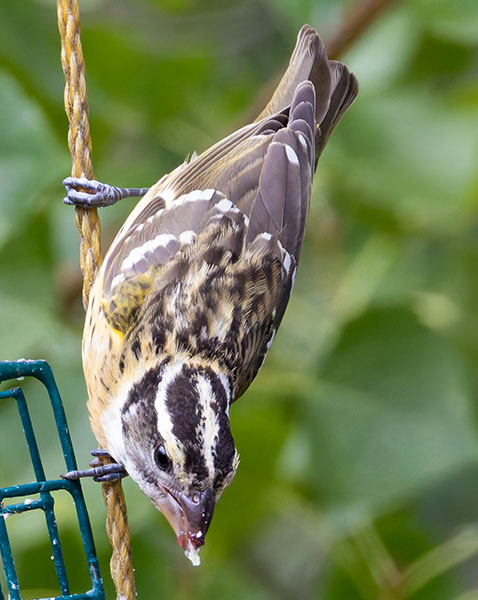 Black-headed Grosbeak Pheucticus melanocephalus