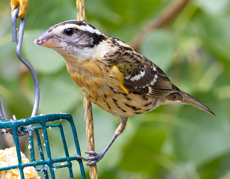Black-headed Grosbeak Pheucticus melanocephalus