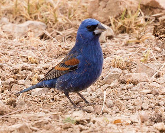 Blue Grosbeak Passerina caerulea 