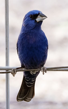 Blue Grosbeak Passerina caerulea 
