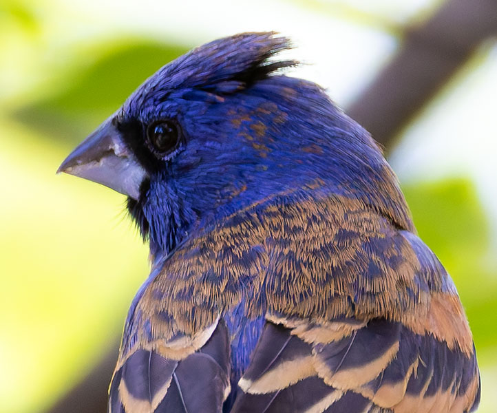 Blue Grosbeak Passerina caerulea 