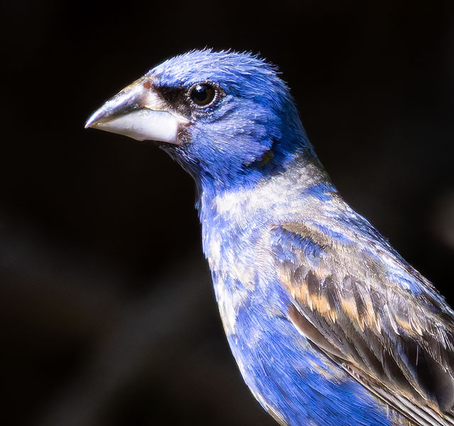 Blue Grosbeak Passerina caerulea 