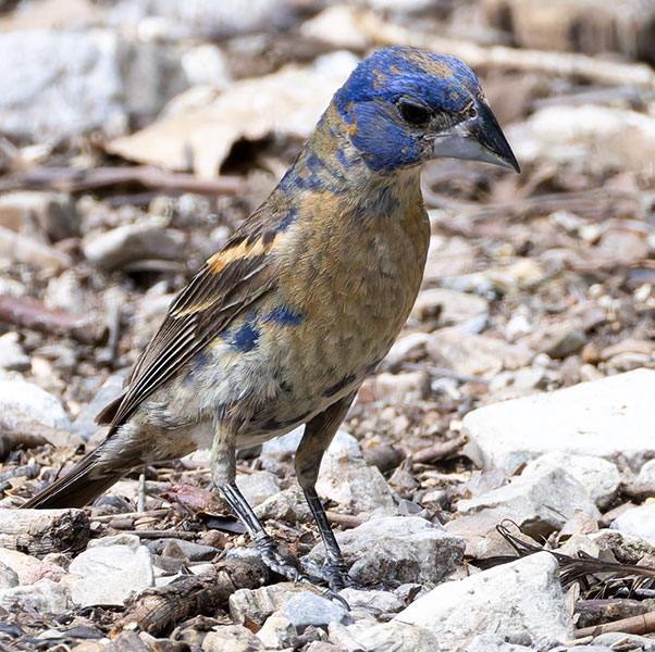 Blue Grosbeak Passerina caerulea 