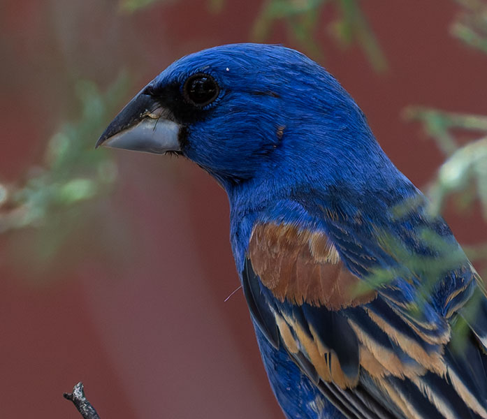 Blue Grosbeak Passerina caerulea 