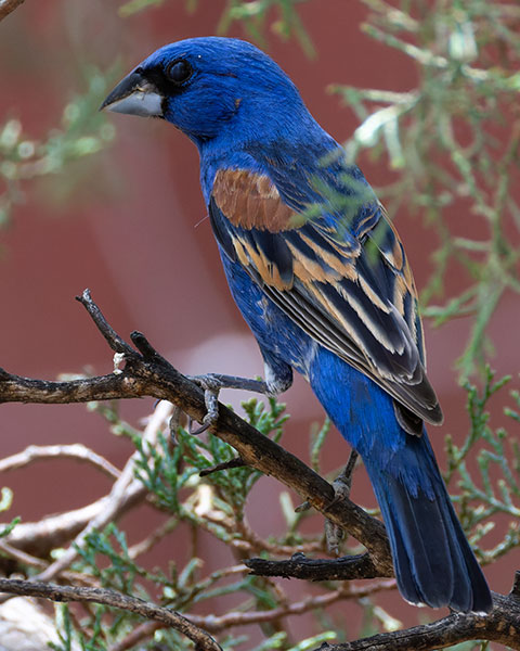 Blue Grosbeak Passerina caerulea 