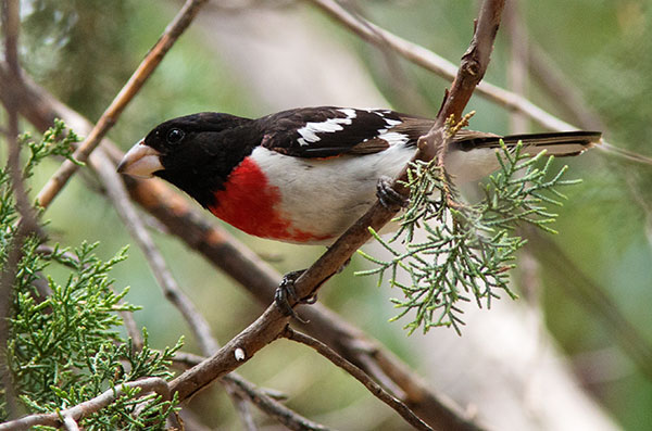 Rose-breasted Grosbeaks Pheucticus ludovicianus 