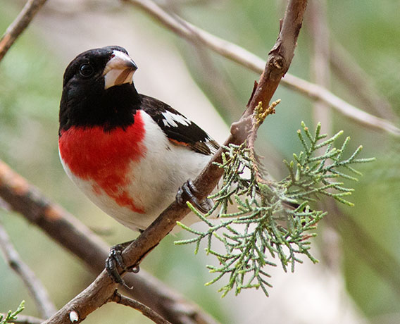 Rose-breasted Grosbeaks Pheucticus ludovicianus 