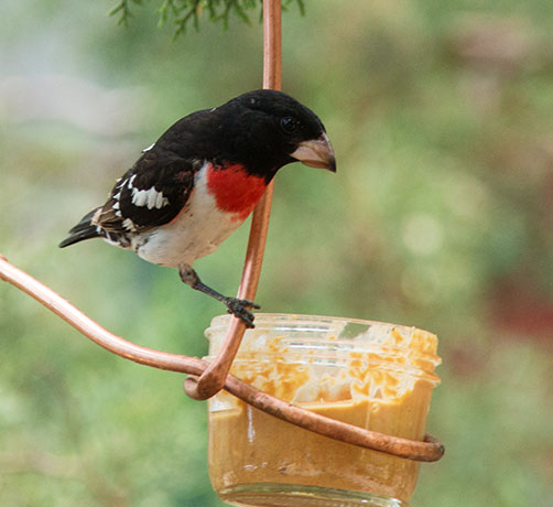 Rose-breasted Grosbeaks Pheucticus ludovicianus 