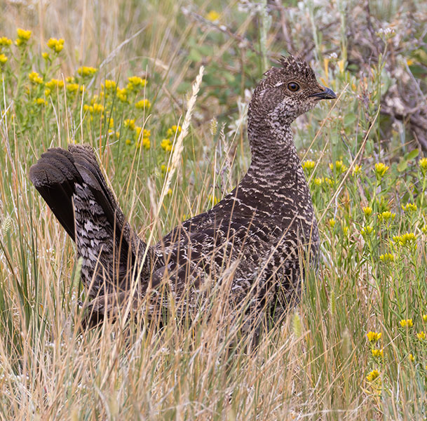 Dusky Grouse Dendragapus obscurus (formerly Blue Grouse)
