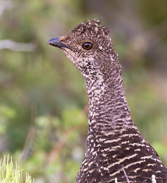 Dusky Grouse Dendragapus obscurus (formerly Blue Grouse)