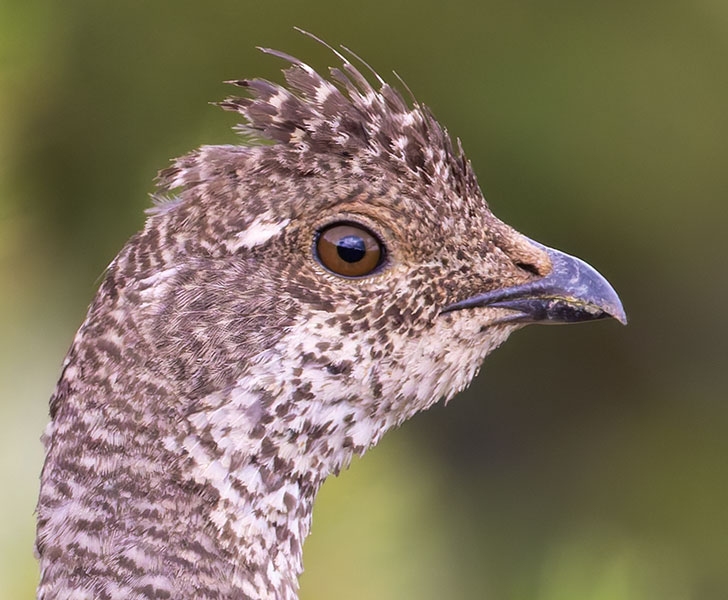 Dusky Grouse Dendragapus obscurus (formerly Blue Grouse)