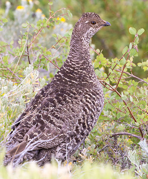 Dusky Grouse Dendragapus obscurus (formerly Blue Grouse)