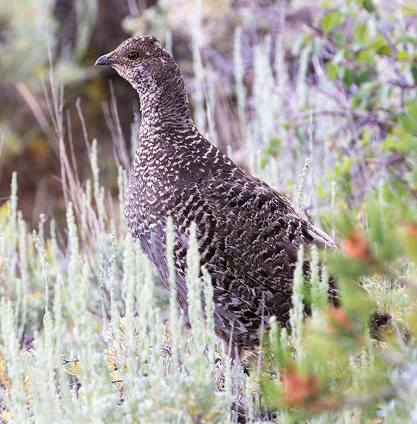 Dusky Grouse Dendragapus obscurus (formerly Blue Grouse)