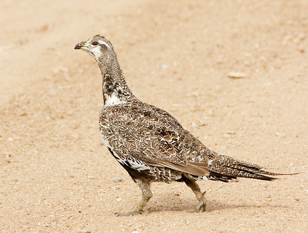 Greater Sage-Grouse Centrocercus urophasianus 