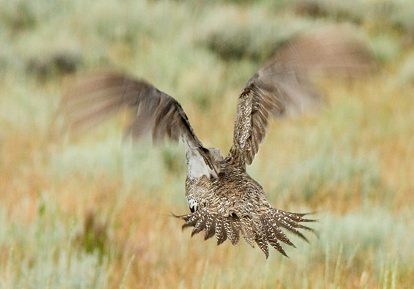 Greater Sage-Grouse Centrocercus urophasianus 
