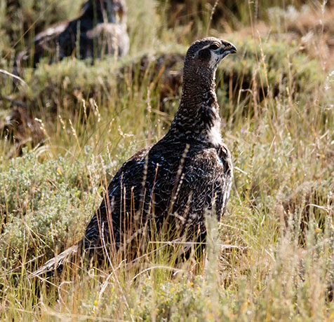 Greater Sage-Grouse Centrocercus urophasianus 