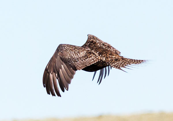 Greater Sage-Grouse Centrocercus urophasianus 