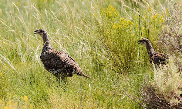 Greater Sage-Grouse Centrocercus urophasianus 