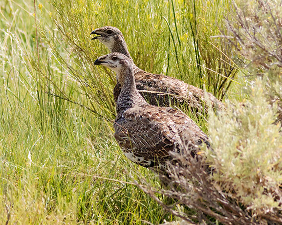 Greater Sage-Grouse Centrocercus urophasianus 