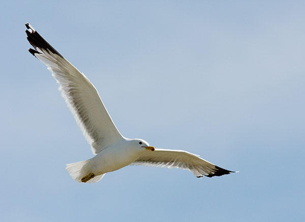 California Gull Larus californicus