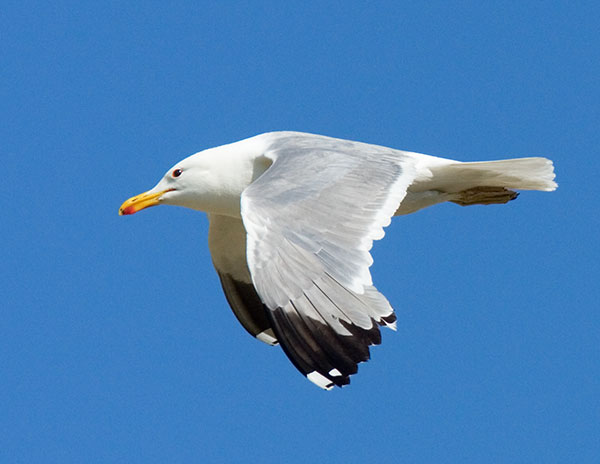 California Gull Larus californicus
