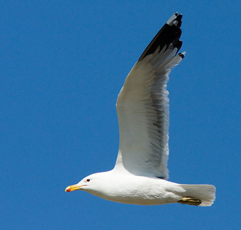 California Gull Larus californicus