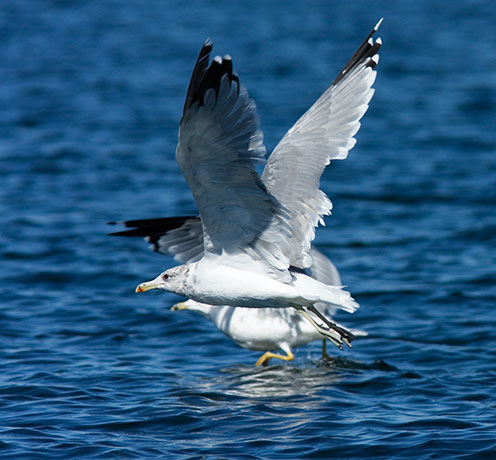 California Gull Larus californicus adult flying in flight